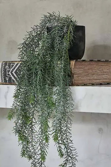 CREEPING ROSEMARY SINGLE STEM