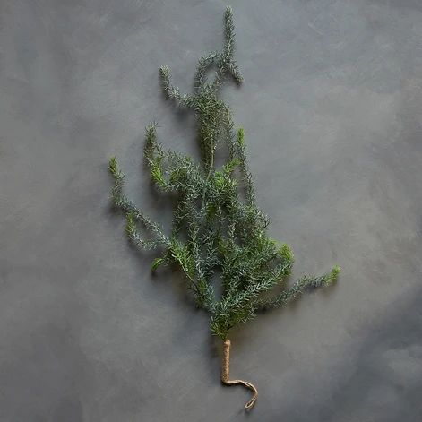 CREEPING ROSEMARY SINGLE STEM